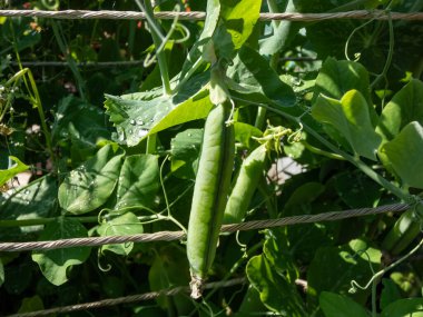 Yeşil bir bezelye kabuğunun yakından çekilmiş görüntüsü. Yazın parlak güneş ışığında bahçede yetişen yeşil yapraklı bir bitkinin içinde büyüyen ve olgunlaşan bezelyeler.