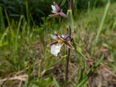Epipactis palustris (Epipactis palustris), koyu pembe renklerde sepal çiçeklerle çiçek açarken yakın plan çekimde çekilmiş. Etiket beyaz, ortasında kırmızı ya da sarı noktalar var.