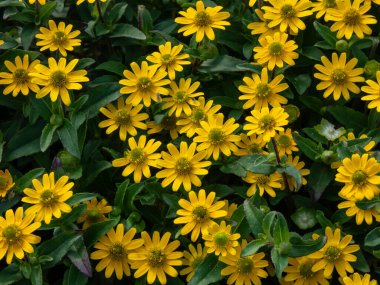 Sürünen Zinnia 'nın (Sanvitalia procumbens) yakından çekimi. Yazın bahçesinde altın sarısı çiçekler açan milyonlarca güneş.