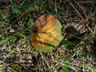 Aspen yaprağı yeşil, sarı, turuncu, mor, kırmızı ile renk değiştiriyor. Mevsimleri değiştiriyorum. Sonbahar pigmentleri - anthocyanin, klorofil, karotenoid, tanin