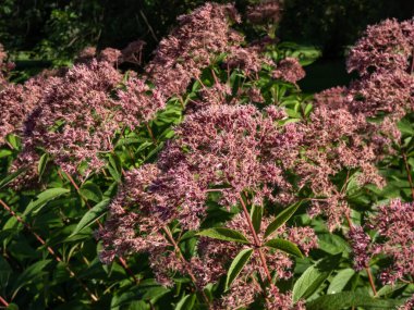 Mor Joe-Pye otuna yakın plan veya Sweetscent Joe pye otu (Eupatorium purpureum) geniş geniş geniş, morumsu, dışbükey şekilli bileşik corymbiform dizileri ile çiçek açar