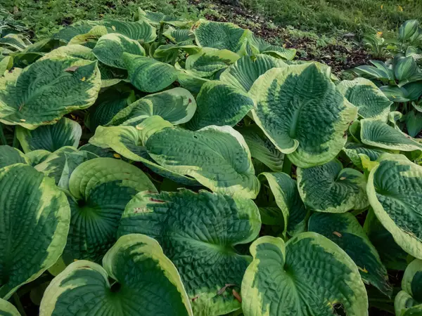 Hosta 'Frances Williams'. Düzensiz yeşilimsi sarı kenarlı büyük mavi-yeşil yapraklar. Kalın, kavrulmuş, geniş oval, kendine özgü damarlı yuvarlak yapraklar.