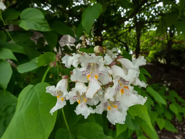 Kuzey Katalpa 'nın (Catalpa speciosa) trompet şeklinde çiçek açan büyük, kalp şeklinde yapraklar, sarı çizgili beyaz çiçekler ve içinde mor noktalar ile yakın plan çekimi.