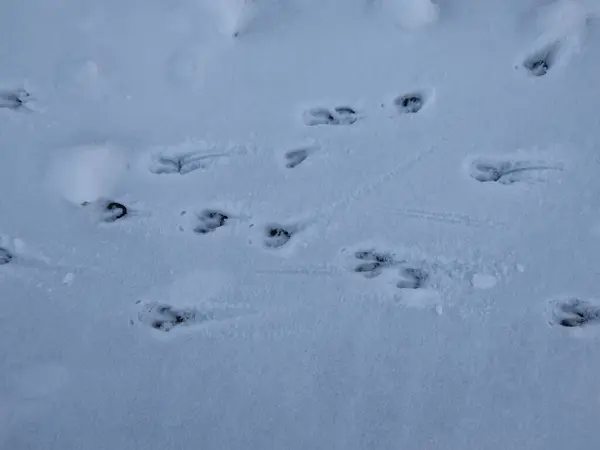 在冬季 在覆盖着松软积雪的地面上 对一只鹿群 完美的脚印进行了近距离观察 图库图片