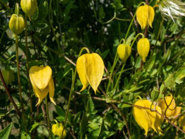 Altın Clematis tangutisinin (Clematis tangutica), yazın bahçede sarı çiçeklerle açtığı yakın plan çekimi.