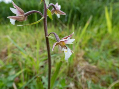 Epipactis palustris (Epipactis palustris), koyu pembe renklerde sepal çiçeklerle çiçek açarken yakın plan çekimde çekilmiş. Etiket beyaz, ortasında kırmızı ya da sarı noktalar var.