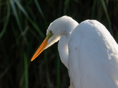 Saf beyaz tüyleri, uzun boynu ve sarı gagası olan Büyük ya da sıradan balıkçılın (Ardea alba) yakın çekimi