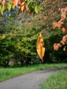 Parktaki tek bir turuncu ve kahverengi yaprağın yakın plan fotoğrafı. Park yolu ve arka planda renkli yapraklar olan ağaçlar. Tahrip etme. Sonbahar manzarası