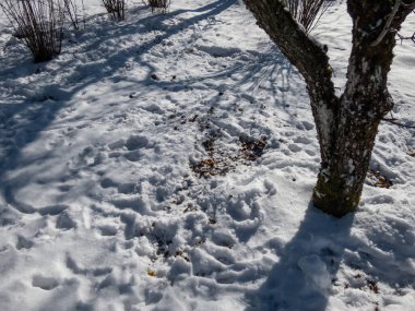 Soğuk kış aylarında karların altında yumurtlayan geyiklerin (Capreolus capreolus) yattığı bir yer. Roe geyikleri karda değil sadece yerde uyurlar. Kar, kahverengi toprak ve yumurta geyiklerinin ayak izleri.