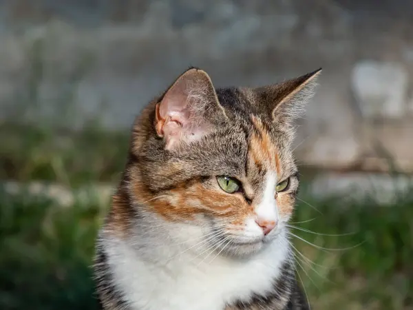 Close-up shot of a Calico cat with with tabby markings - tri-color cat with orange, grey and white stripes and blotches with beautiful green eyes outdoors
