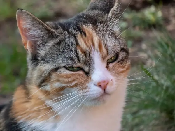 Close-up shot of a Calico cat with with tabby markings - tri-color cat with orange, grey and white stripes and blotches with beautiful green eyes outdoors