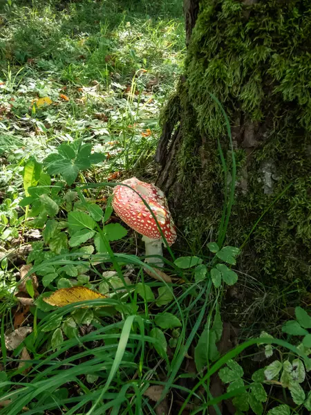 Close-up shot of big, red, convex Fly Agaric (Amanita Muscaria) mushroom with white warts growing in forest next to a big stem covered with moss