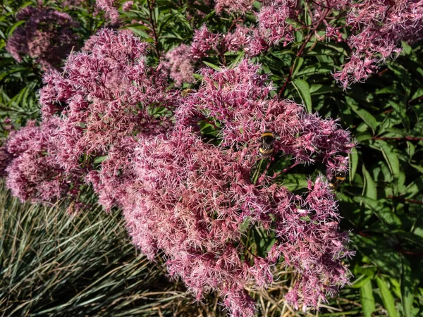 Mor Joe-Pye otuna yakın plan veya Sweetscent Joe pye otu (Eupatorium purpureum) geniş geniş geniş, morumsu, dışbükey şekilli bileşik corymbiform dizileri ile çiçek açar