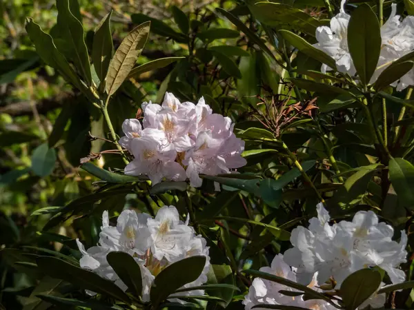 Katawba rhododendron (Rhododendron catawbiense) 'Soluk lavanta tomurcuklarıyla parktaki yeşil-sarı benekli beyaz çiçekler,' Albüm '