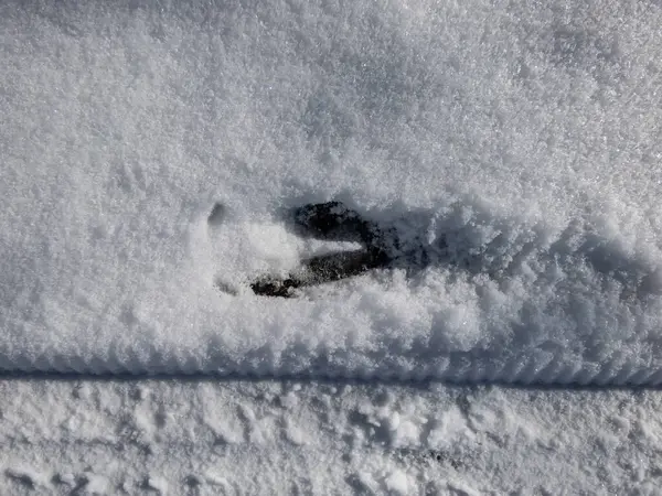 在冬季 在覆盖着松软积雪的地面上 对一只鹿群 完美的脚印进行了近距离观察 免版税图库图片