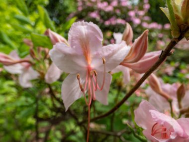 Erken dönem açelya ya da Roseshell Azalea 'nın (Rhododendron prinofhyllum) bol huni şeklinde, bahar zamanı parkta pembe çiçekler açarken yakın plan çekimi.