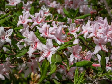 Pembe açelya ya da pembeli çiçeğin (Rhododendron periclymenoides) bahar aylarında gösterişli pembe çiçeklerle açtığı yakın plan çekimi