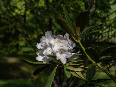 Katawba rhododendron (Rhododendron catawbiense) 'Soluk lavanta tomurcuklarıyla parktaki yeşil-sarı benekli beyaz çiçekler,' Albüm '