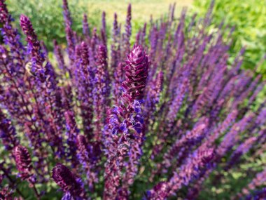 Salvia x superba veya Salvia nemorosa 'Caradonna' eşsiz, koyu mor saplı ve çarpıcı dikey dikey dikey dikenli bahar sonu ve yaz aylarında