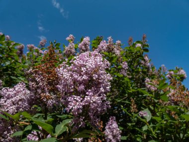 Kraliyet Leylağı 'nın (Syringa prestoniae' Royalty ') parkta iki tonlu mor çiçeklerle çiçek açarken yakın plan çekimi.