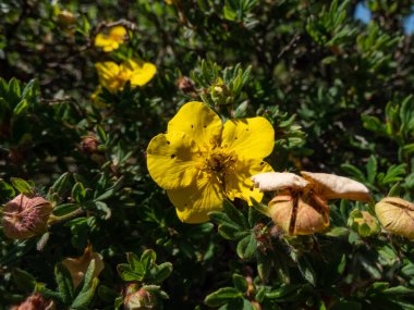 Shrubby cinquefoil (Pentaphylloides fruticosa) 'Dart' ın Golddigger 'ı iğne yaprakları ve çay tabağı şeklinde parlak sarı çiçekleri olan küçük, yaprak döken bir çalıdır.
