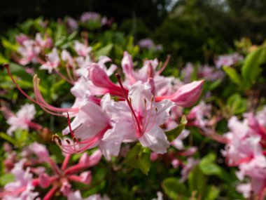 Pembe açelya ya da pembeli çiçeğin (Rhododendron periclymenoides) bahar aylarında gösterişli pembe çiçeklerle açtığı yakın plan çekimi