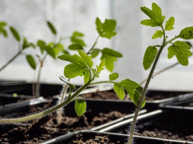 Pencere kenarındaki plastik saksılarda yetişen küçük domates fidelerinin makro çekimi. Kapalı alanda bahçıvanlık ve fidanlar.