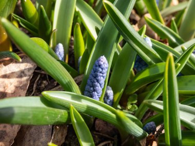 İlkbaharın başlarında mavi çiçek tomurcukları ve yeşil yapraklı şirin, kompakt porselen-mavi üzüm sümbülleri (Muscari azureum) grubu.