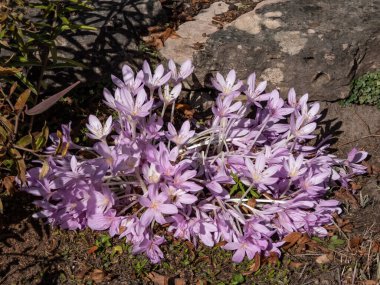 Sonbaharda parlak güneş ışığında bir parkta büyüyen mor sonbahar timsahları (Colchicum Autumnale) grubu.