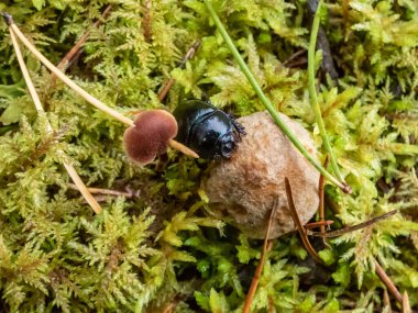 Güzel makro parlak toprak görüntüsü sıkıcı bok böceği - (Geotrupes stercorarius) orman zemininde yeşil yosun arasında küçük bir mantar üzerinde sürünüyor