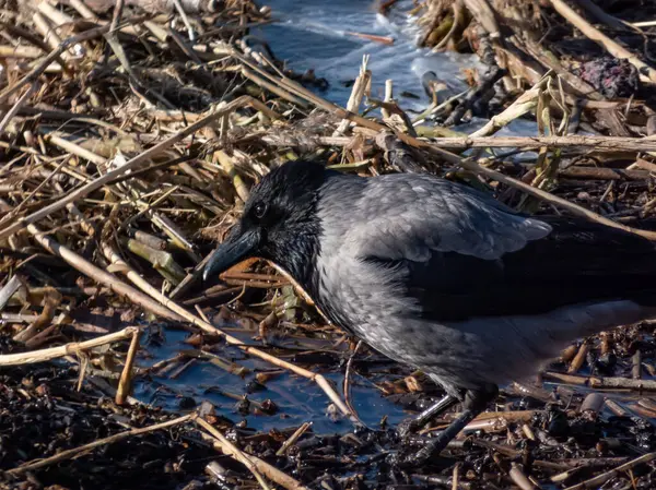 Suda duran kukuletalı karga (Corvus cornix). Vahşi yaşam manzarası