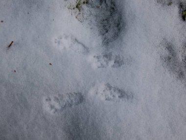 Close-up of the small footprints of four paws of Eurasian Red Squirrel (Sciurus vulgaris) on ground covered with soft, white snow in winter