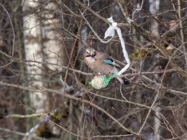 Avrasya alakarga kuşu (Garrulus glandarius), kışın ağaçta asılı duran yeşil bir ağ içinde kuş besleyici bir topun üzerinde oturur. Kuş portresi