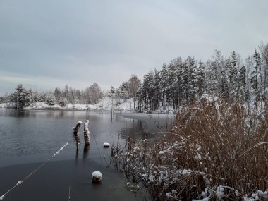 Kış manzarası. Büyük ağaçlar ve çalılar, arka planda gri gökyüzü olan kasvetli bir günde buzla kaplı bir göl ile bir orman bölgesinde büyük miktarda karla kaplıdır.