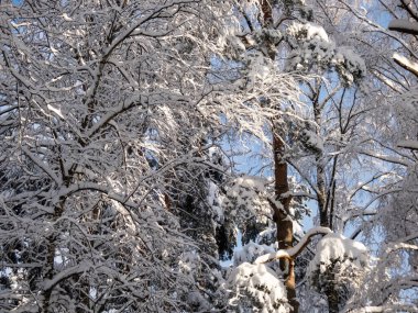 Güneşli bir kış gününde, ormandaki ağaçlara tepeden tırnağa kar yağarken arka planda zıt bir gökyüzü görülür. Yoğun kar yağışından sonra ağaçlar, çalılar ve bitki örtüsü. Güzel kış manzarası