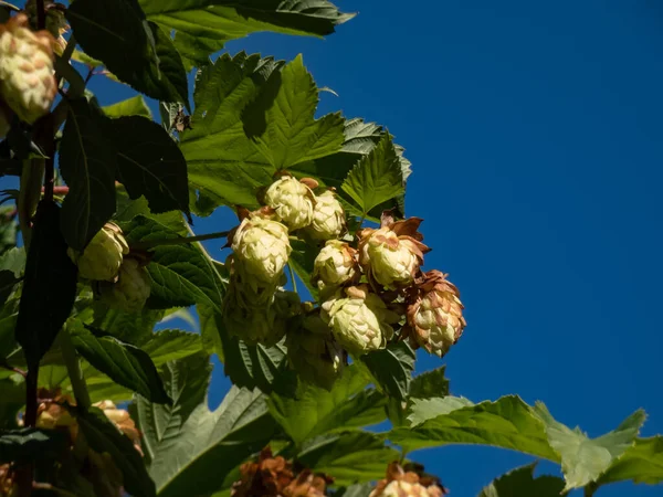 Climbing plant Common hop (Humulus lupulus) with cone shaped fruits in sunlight with blue sky background. Main and most common plant in brewing beer
