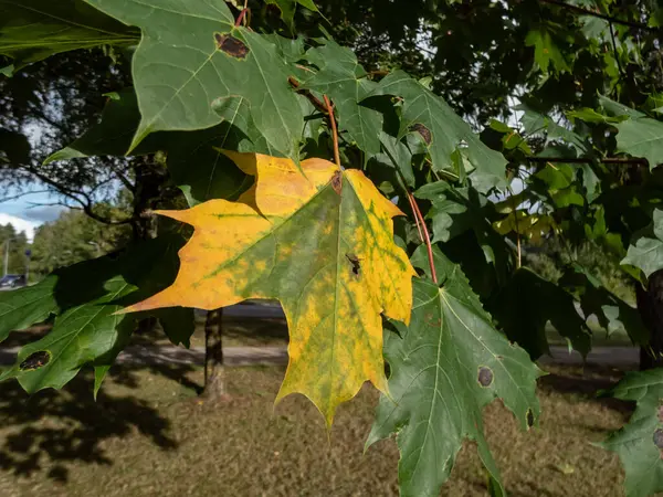 Close-up shot of big maple leaf changing colour to yellow in early autumn among green leaves in a park in bright sunlight. Autumn scenery