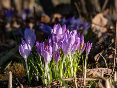 Güzel makro menekşe bahar timsahları (Crocus vernus) parlak güneş ışığı altında görünen turuncu polenler ile çiçek açarlar.