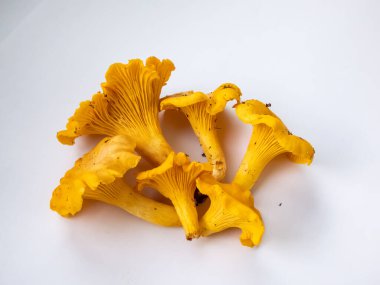 Bir grup altın Chanterelle mantarı. Köklerinde toprak ve yosun var. Beyaz üzerine ayrıntılı mantar. Mantar toplama geleneği. Beyazda izole edilmiş