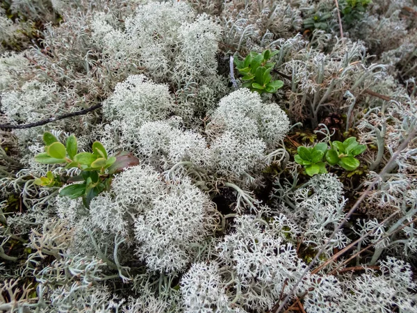 The Star-tipped cup lichen (Cladonia stellaris) that forms continuous mats and it forms distinct cushion-shaped patches and have dense branching