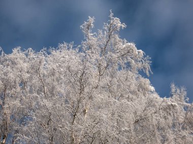 Güneşli bir kış gününde, ormandaki ağaçlara tepeden tırnağa kar yağarken arka planda zıt bir gökyüzü görülür. Yoğun kar yağışından sonra ağaçlar, çalılar ve bitki örtüsü. Güzel kış manzarası