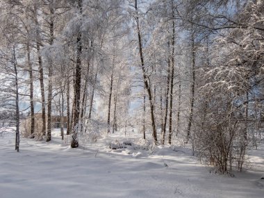 Güneşli bir kış gününde, arka planda zıt bir gökyüzü ile yoğun karla kaplı bir parktaki ağaçların görüntüsü. Yoğun kar yağışından sonra ağaçlar, çalılar ve bitki örtüsü. Güzel kış manzarası
