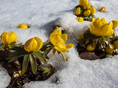 Bahar çiçeklerinin ilk zamanlarında çekilmiş Macro çekimi - aconite (Eranthis tubergenii) 'Gine Altını' nın çiftçiliği ilkbaharın başlarında parlak güneş ışığıyla çevrili ve beyaz karla kaplıdır. Karda çiçekler