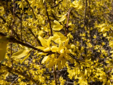 Yaprak döken çalılar - Paskalya Ağacı (Forsythia) 'Maluch' tamamen çiçek açmış parlak güneş ışığında parlak sarı çiçekler ve arka planda mavi gökyüzü