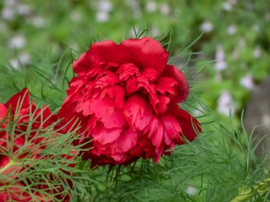 Çok erken dönem cüce şakayığı (Paeonia tenuifolia) 'Plena' ince kesilmiş yapraklarıyla baharın erken saatlerinde bahçede çift kırmızı çiçekler açarak
