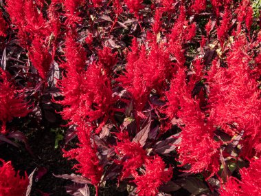 Close-up of Celosia plumosa 'Century Fire' flowering in rich velvety, scarlet and red shades in the garden in summer
