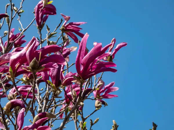 Magnolia \'Susan\' blooming with fragrant reddish-purple flowers in mid to late spring
