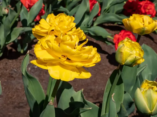 Double Darwin tulip \'Yellow pomponette\' blooming with fully double, huge pom-pom like, bright sunshine-yellow flower in the garden
