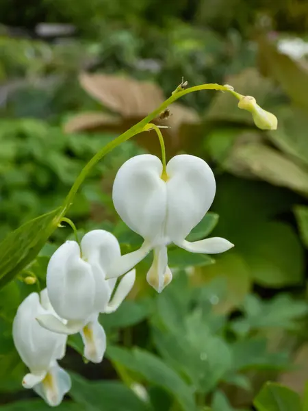 White bleeding heart (Dicentra spectabilis) 'Alba' with divided, light green foliage and arching sprays of pure white, heart-shaped flowers with protruding white petals, which dangle above the foliage