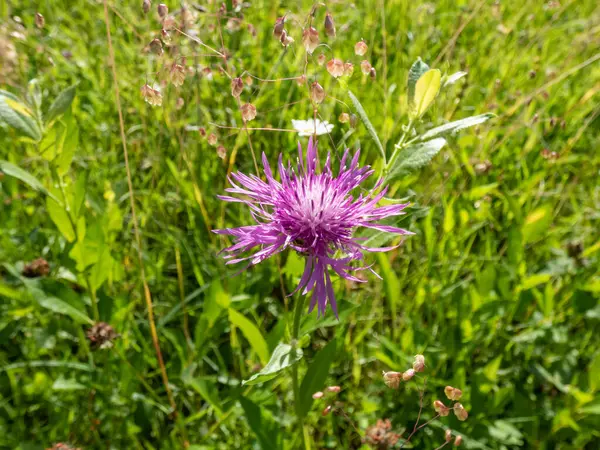 Knapweed 'in (centaurea) parlak güneş ışığı altında bir çayırda mor çiçekle açtığı yakın plan görüntüsü.